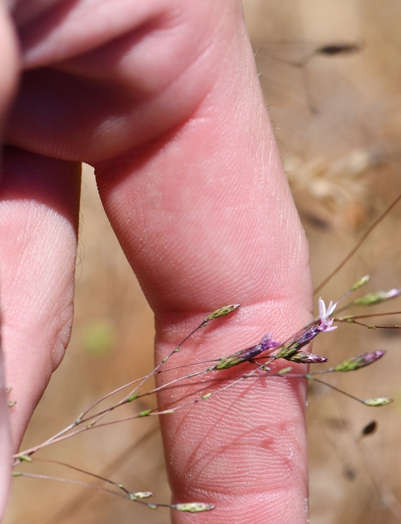 Mt. Tamalpais Lessingia photo 2