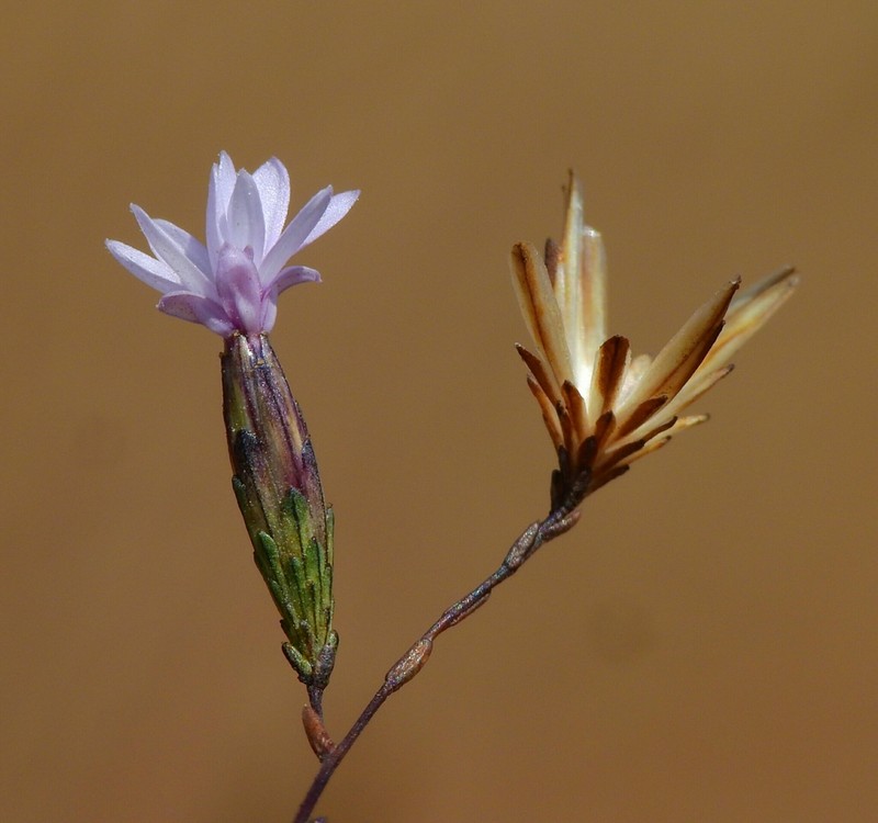 Mt. Tamalpais Lessingia photo 3