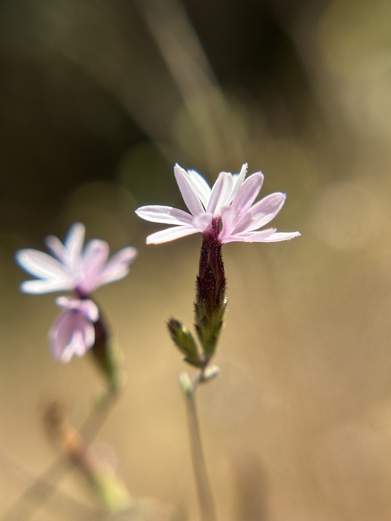 Mt. Tamalpais Lessingia photo 4