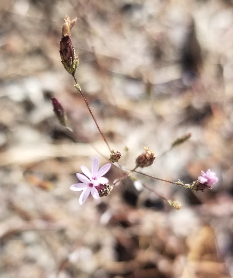 Mt. Tamalpais Lessingia photo 5