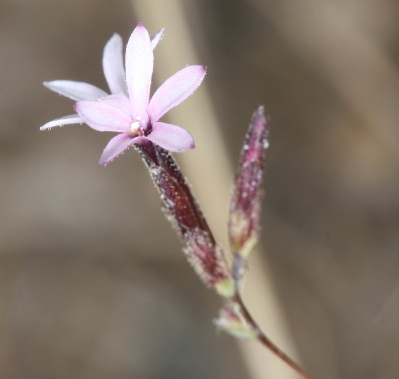 Mt. Tamalpais Lessingia photo 6