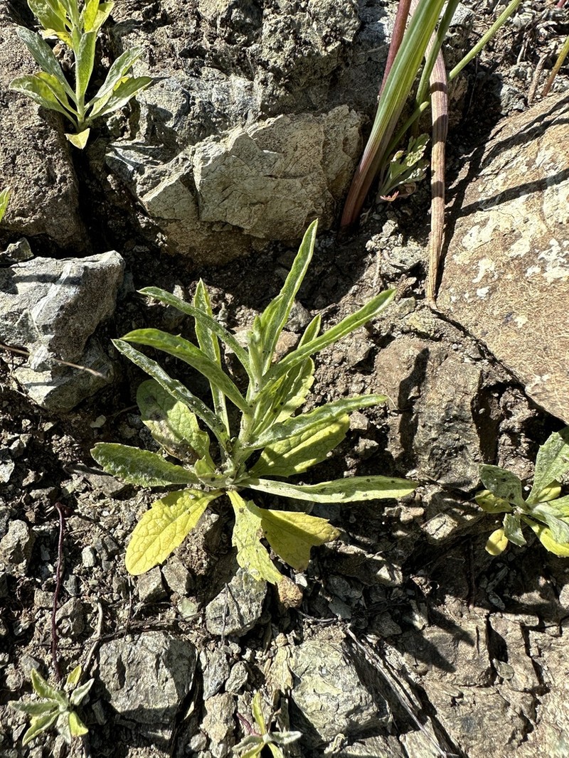 Mt. Tamalpais Lessingia photo 7