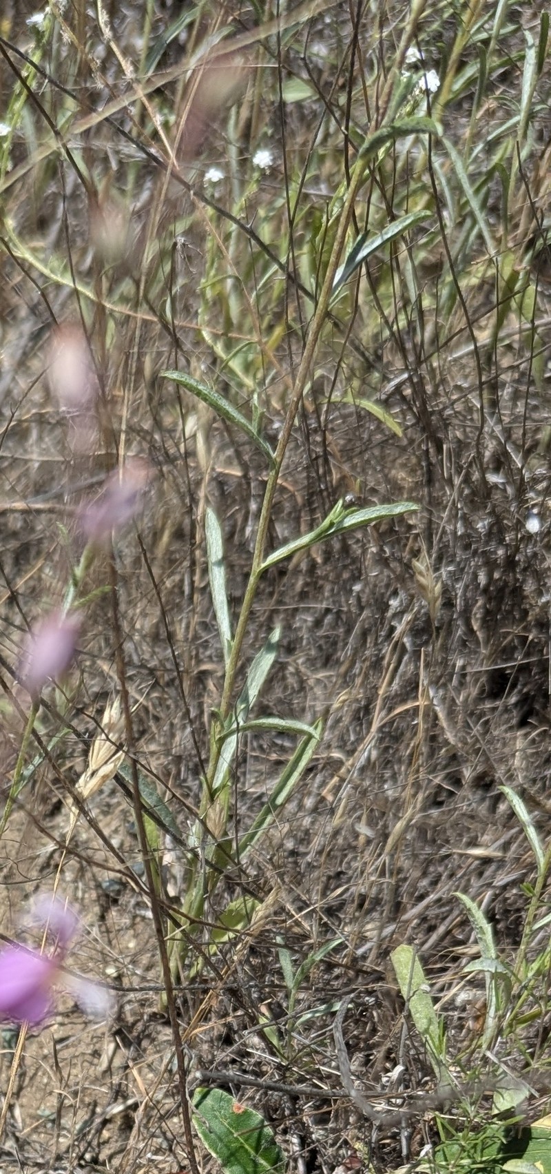 Lessingia micradenia var. glabrata