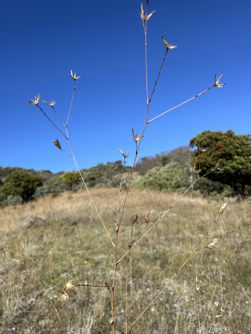 Lessingia micradenia var. glabrata photo 2