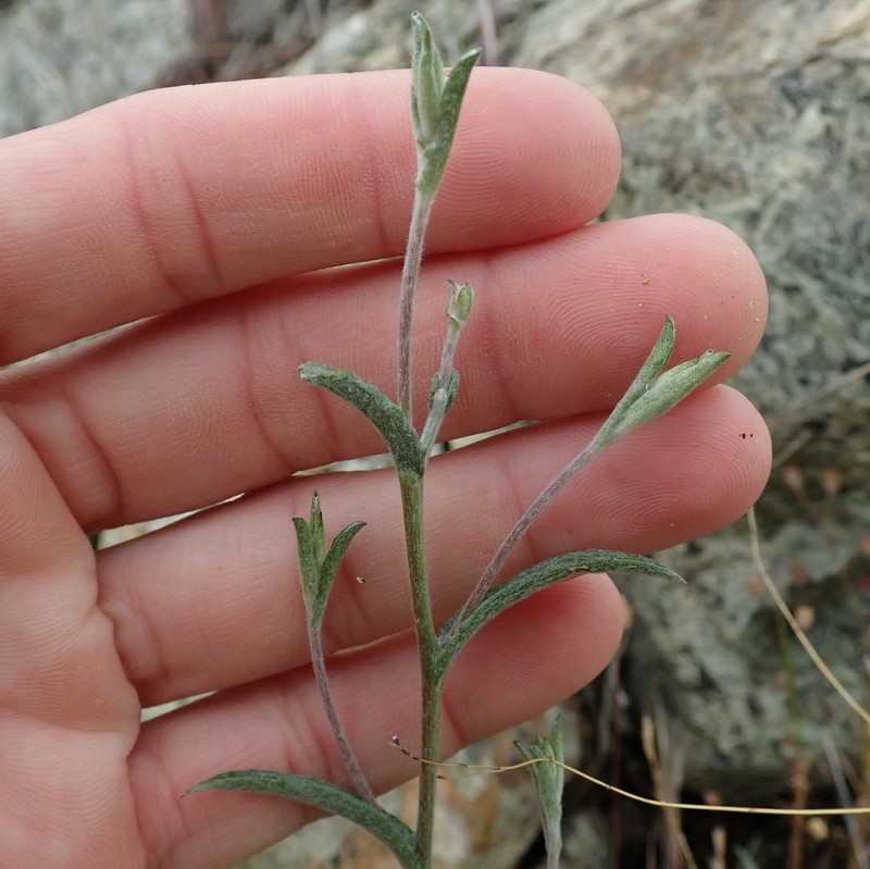 Lessingia micradenia var. glabrata photo 4