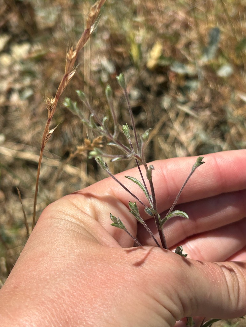 Lessingia micradenia var. glabrata photo 5