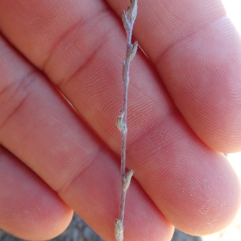 Lessingia micradenia var. glabrata photo 8