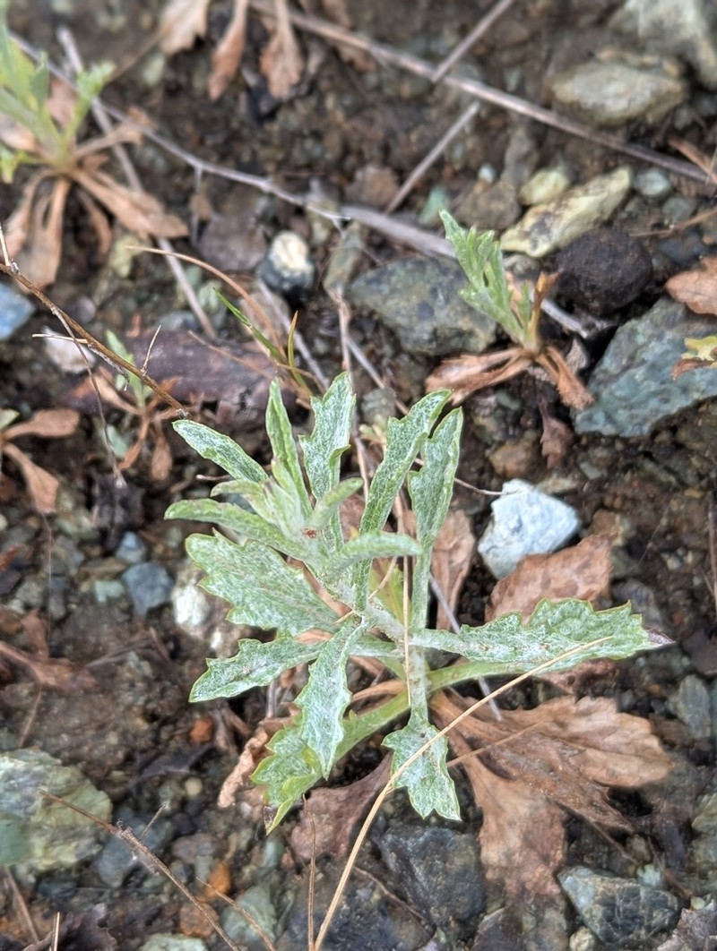 Lessingia micradenia var. micradenia