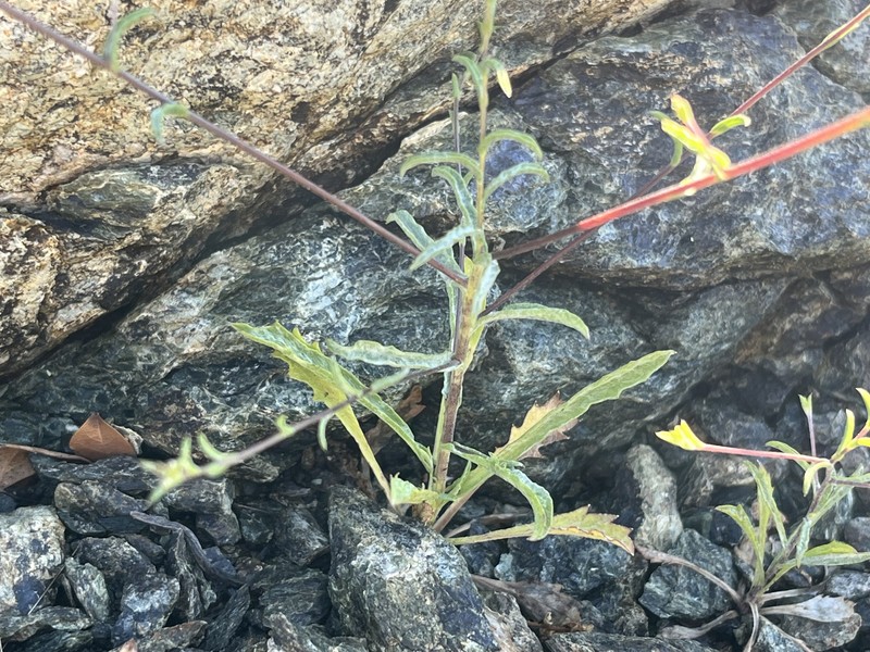 Lessingia micradenia var. micradenia photo 2