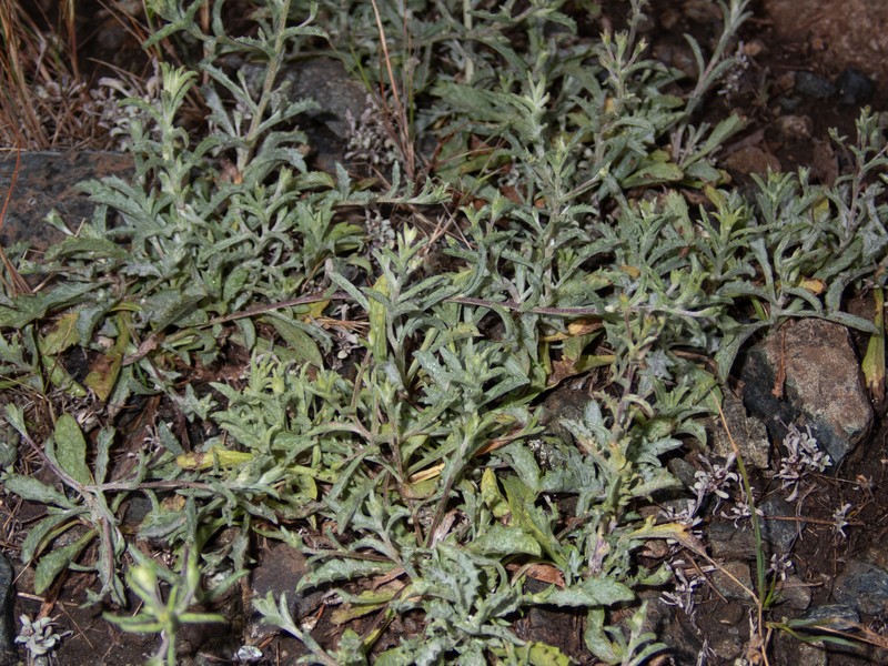 Lessingia micradenia var. micradenia photo 3