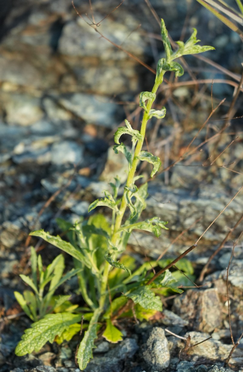 Lessingia micradenia var. micradenia photo 4
