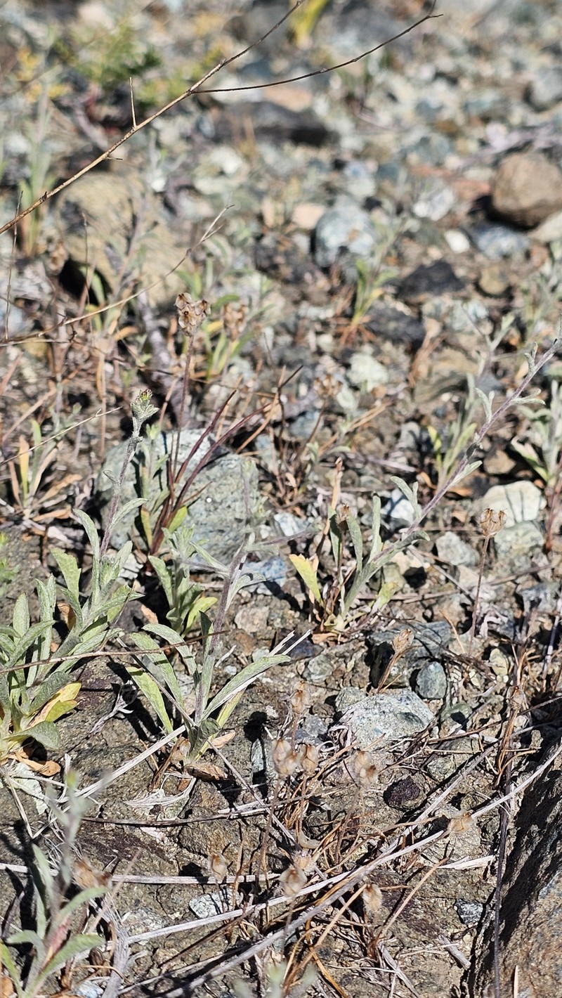 Lessingia micradenia var. micradenia photo 5