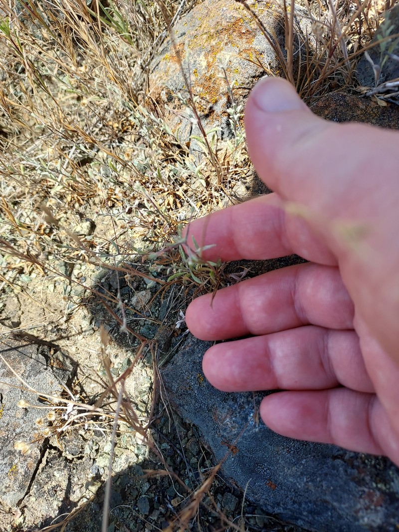 Lessingia micradenia var. micradenia photo 6