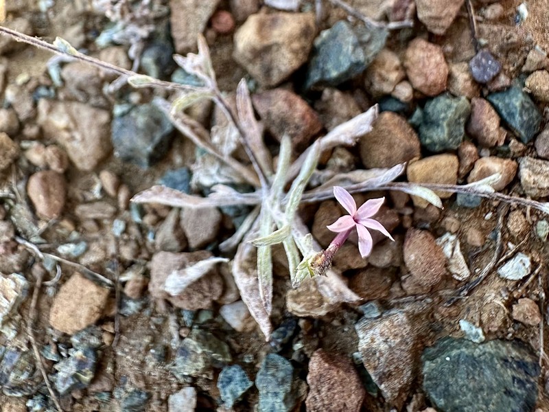 Lessingia micradenia var. micradenia photo 7