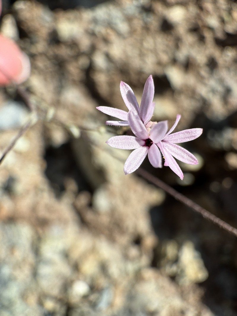 Lessingia micradenia var. micradenia photo 8