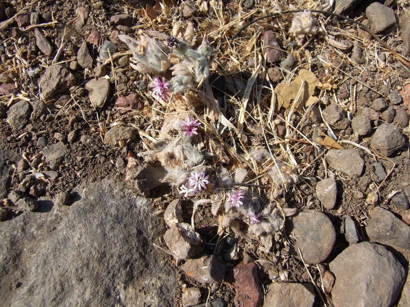 Dwarf Lessingia photo 3