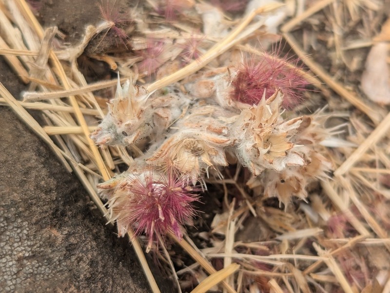 Dwarf Lessingia photo 5