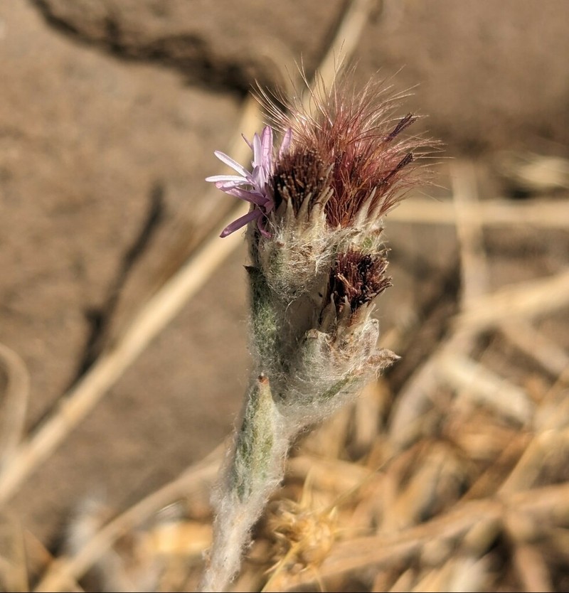Dwarf Lessingia photo 6