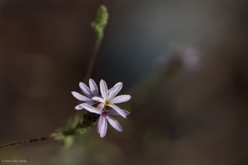 Slenderstem Lessingia