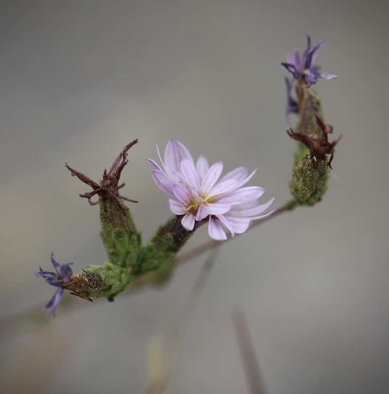 Slenderstem Lessingia