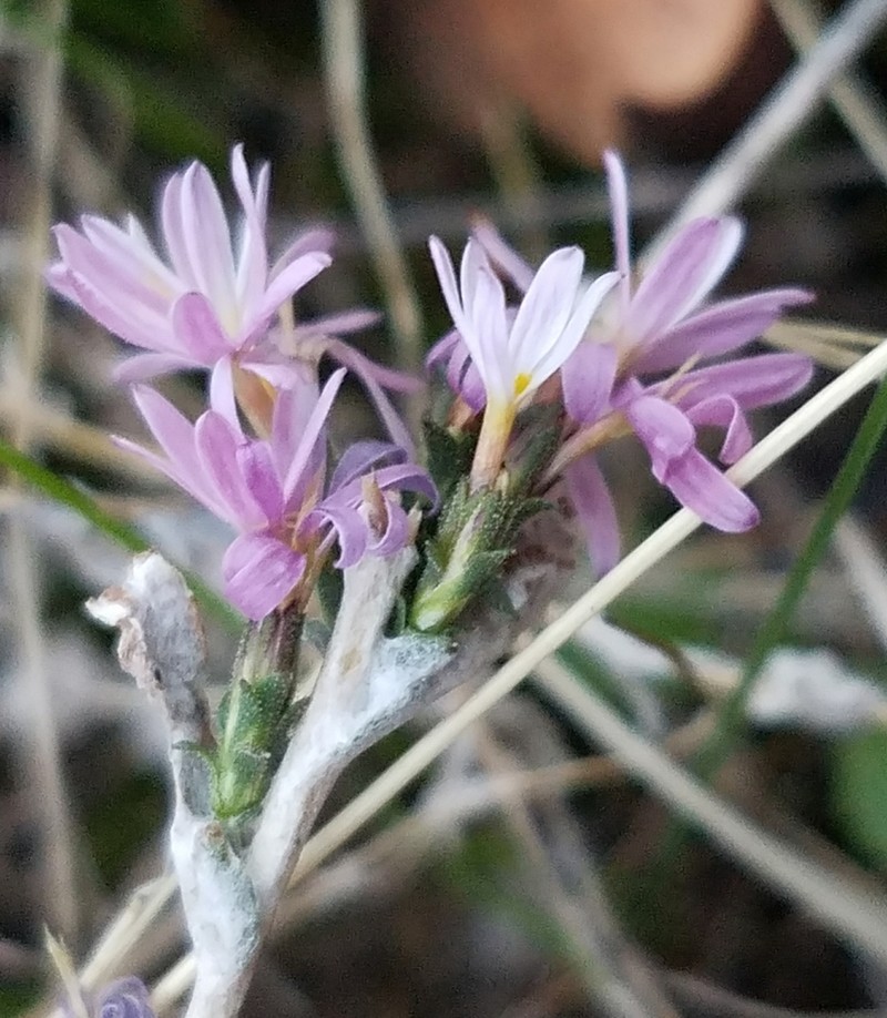 Slenderstem Lessingia photo 2
