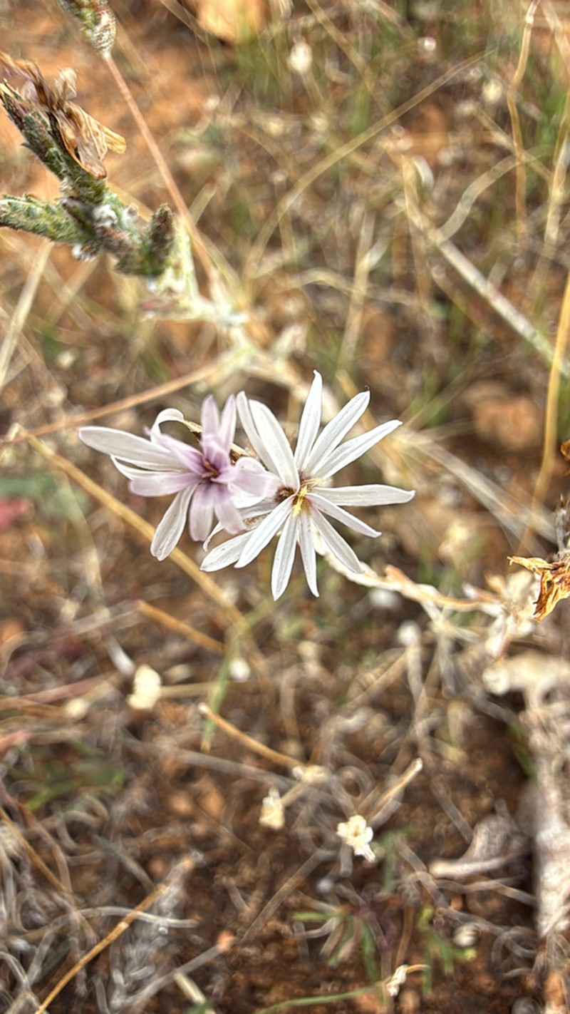 Slenderstem Lessingia photo 3