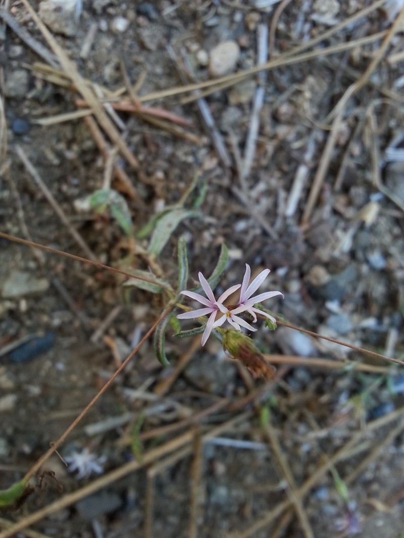 Slenderstem Lessingia photo 5