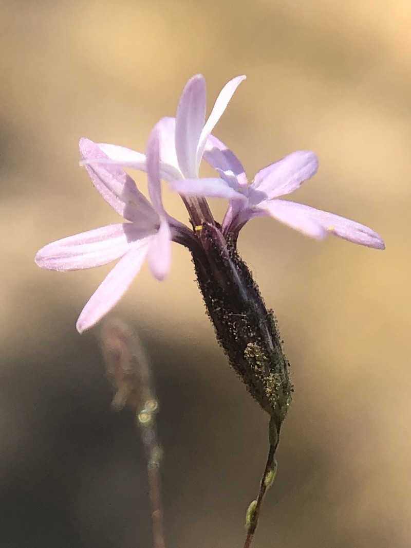 Slenderstem Lessingia photo 6