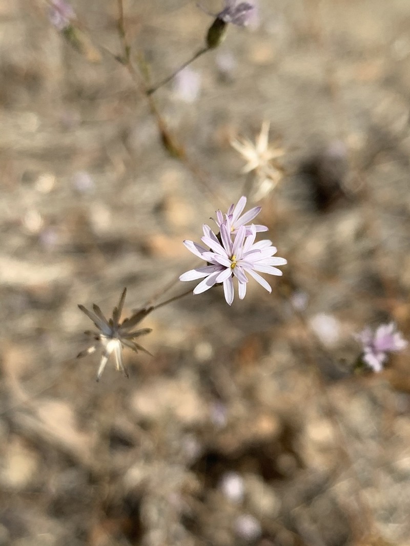 Slenderstem Lessingia photo 7