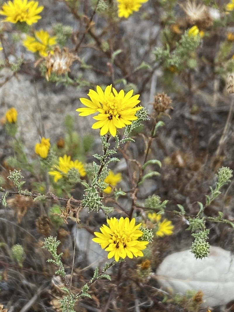 Lessingia pectinata photo 2