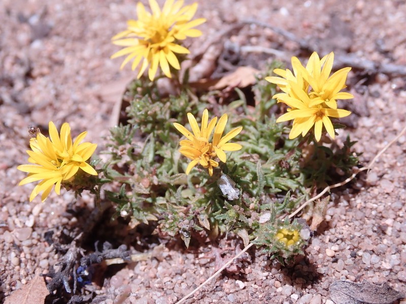 Lessingia pectinata photo 3
