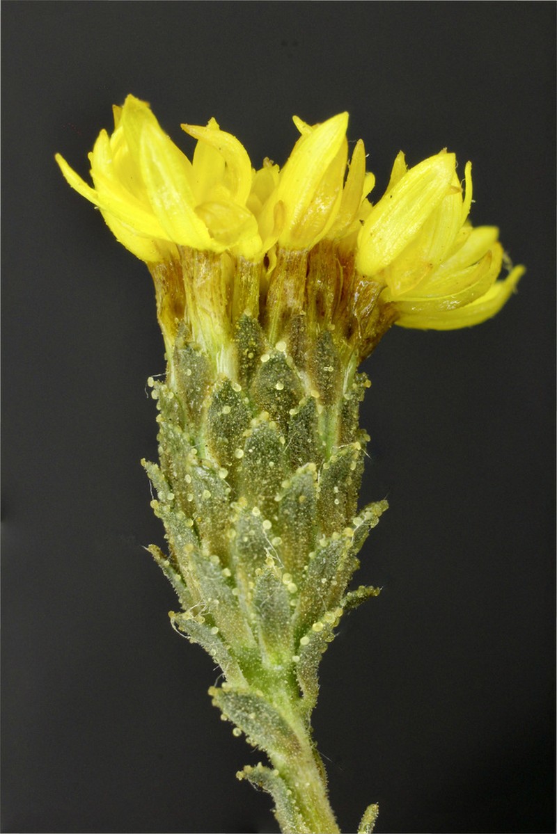 Lessingia pectinata photo 4