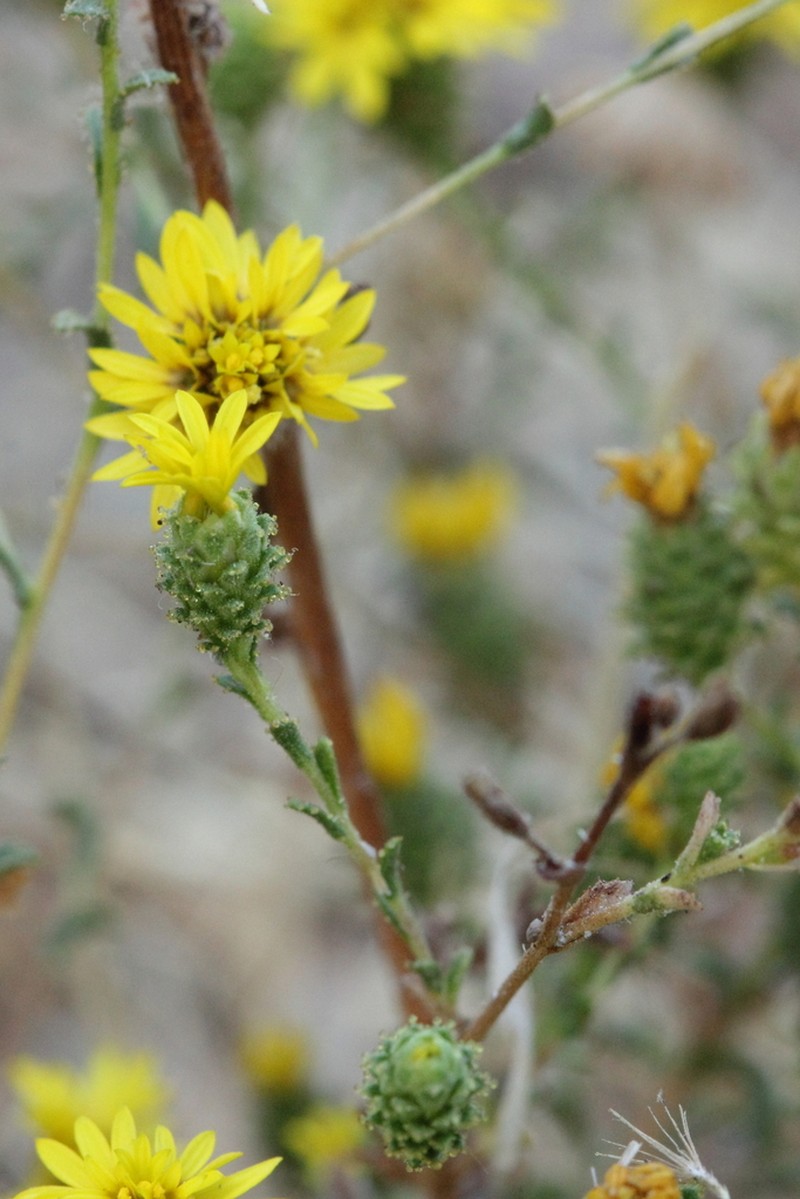 Lessingia pectinata photo 6