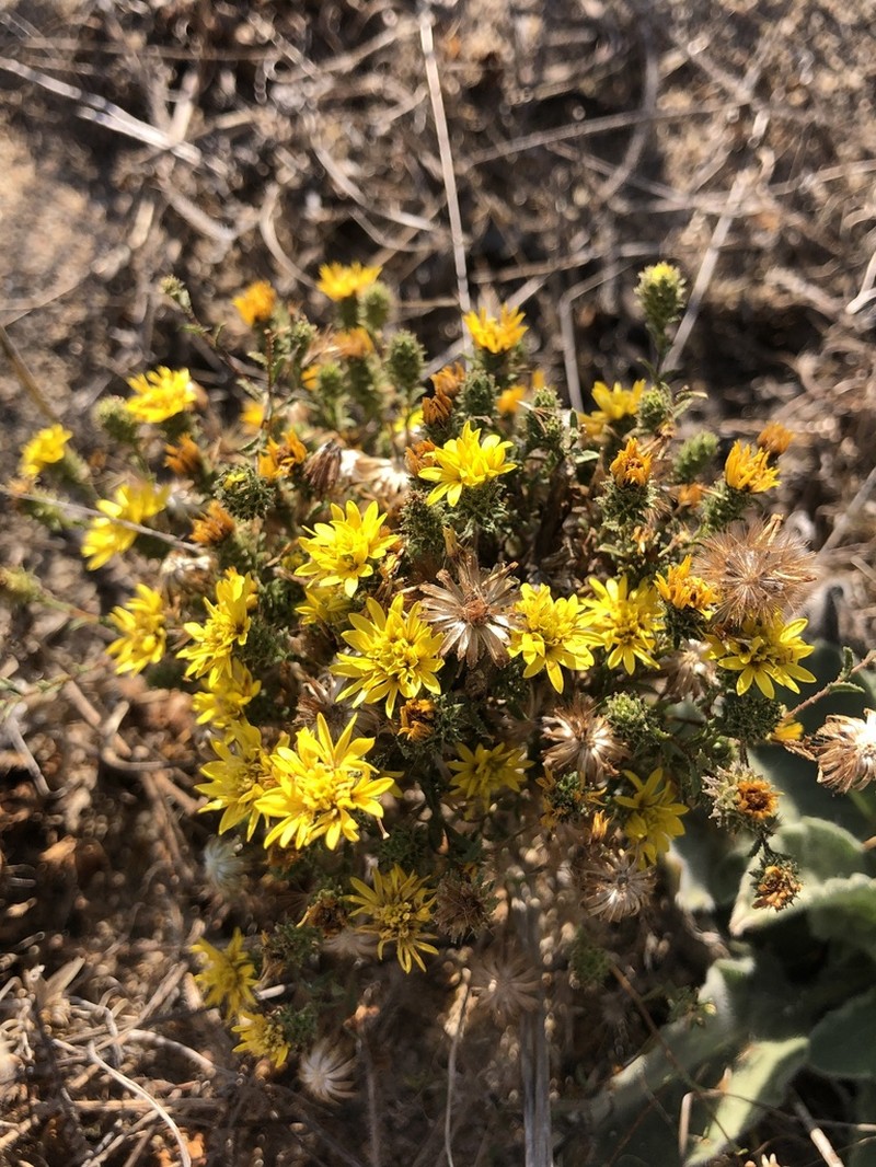 Lessingia pectinata photo 7