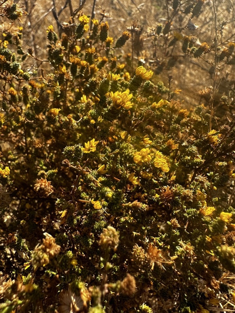 Lessingia pectinata photo 8
