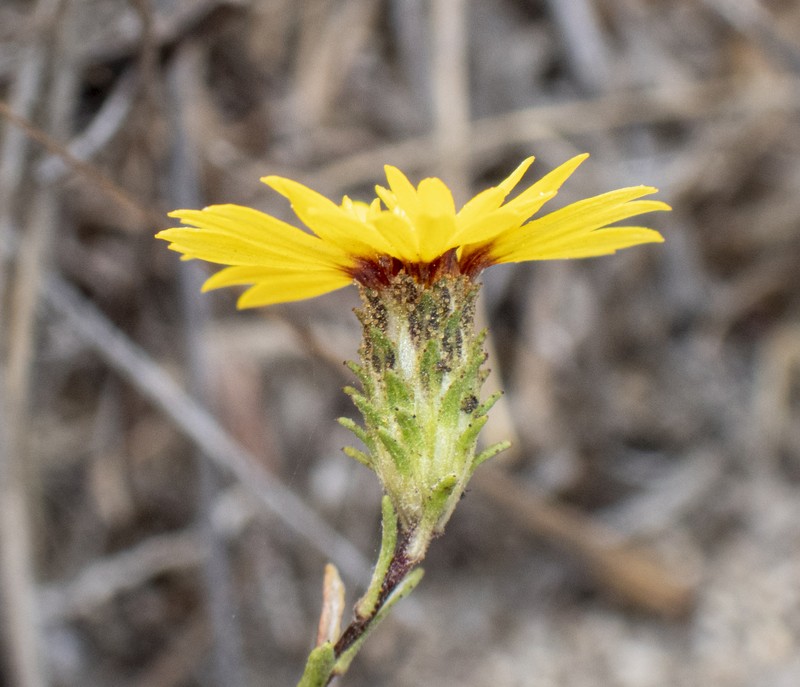 Lessingia pectinata var. pectinata