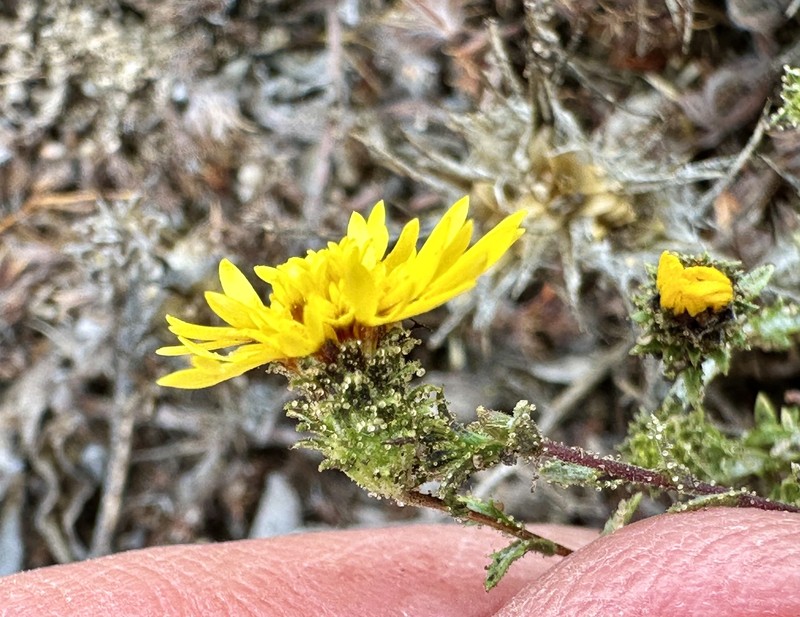 Lessingia pectinata var. pectinata photo 2