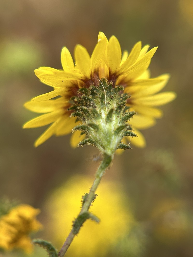 Lessingia pectinata var. pectinata photo 3