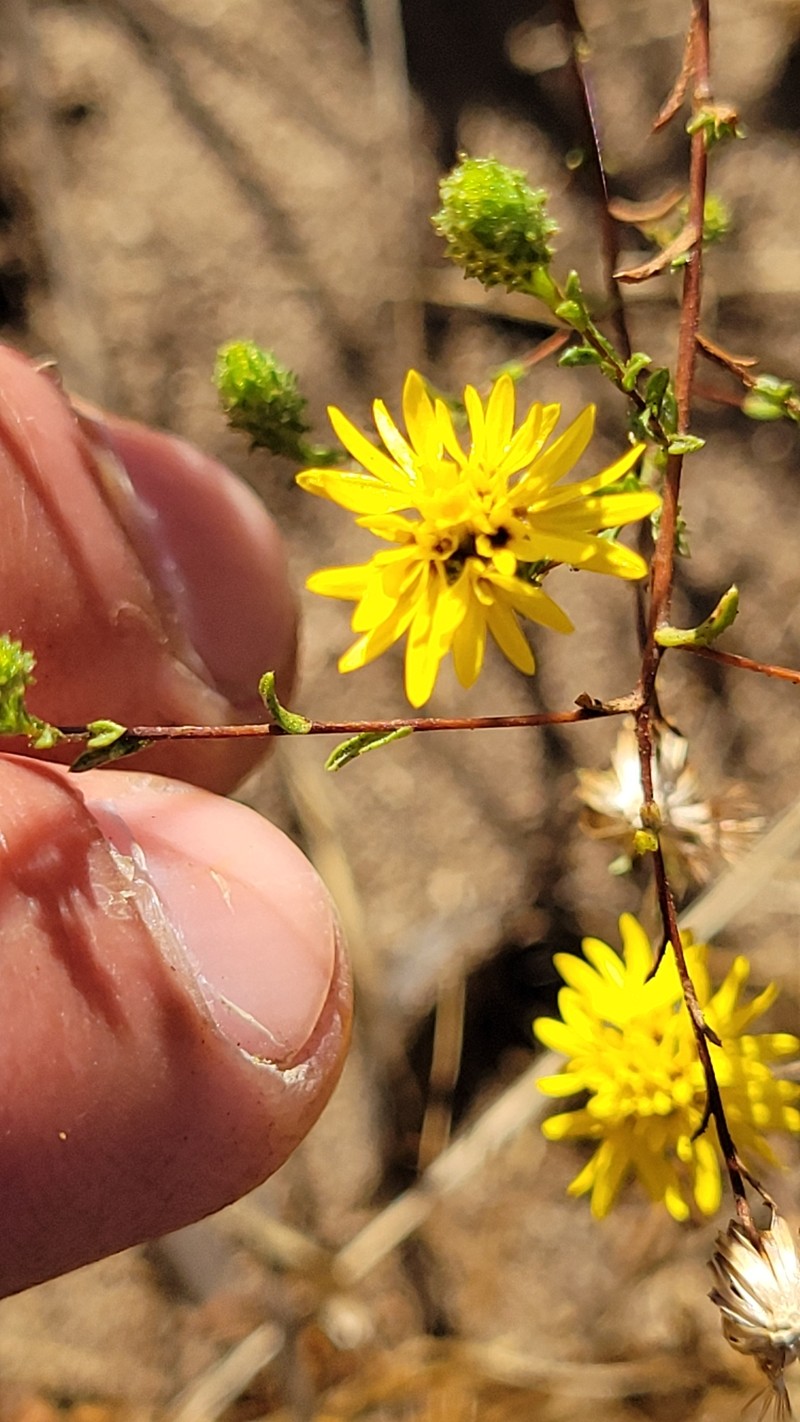 Lessingia pectinata var. pectinata photo 4