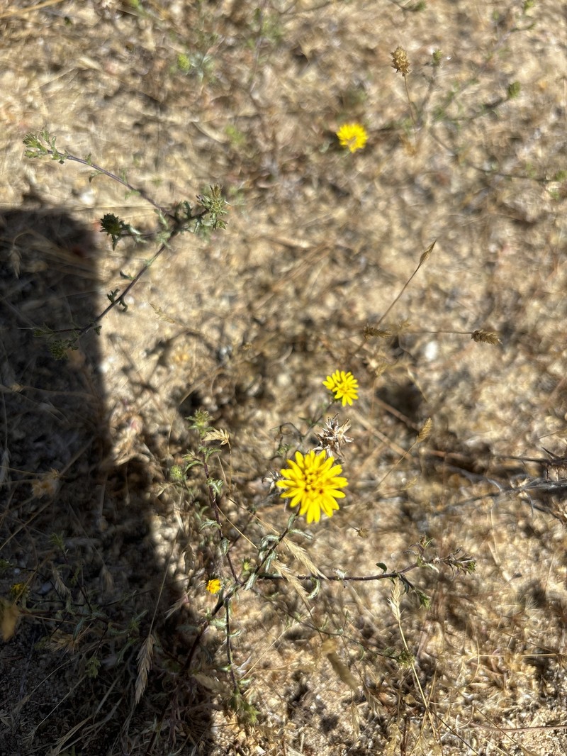 Lessingia pectinata var. pectinata photo 5