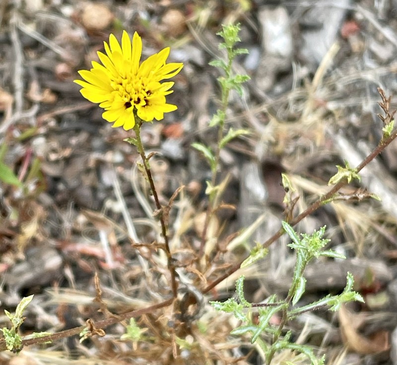 Lessingia pectinata var. pectinata photo 6