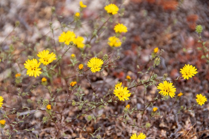 Lessingia pectinata var. pectinata photo 7