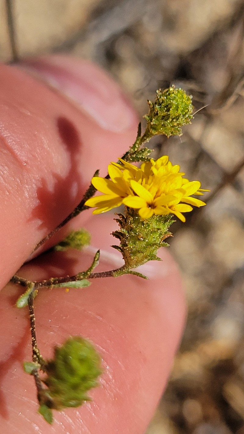 Lessingia pectinata var. pectinata photo 8