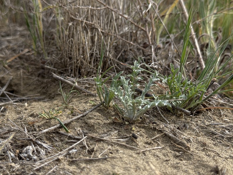 Lessingia pectinata var. tenuipes