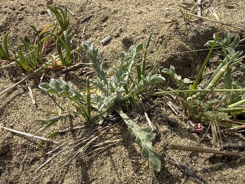 Lessingia pectinata var. tenuipes photo 2
