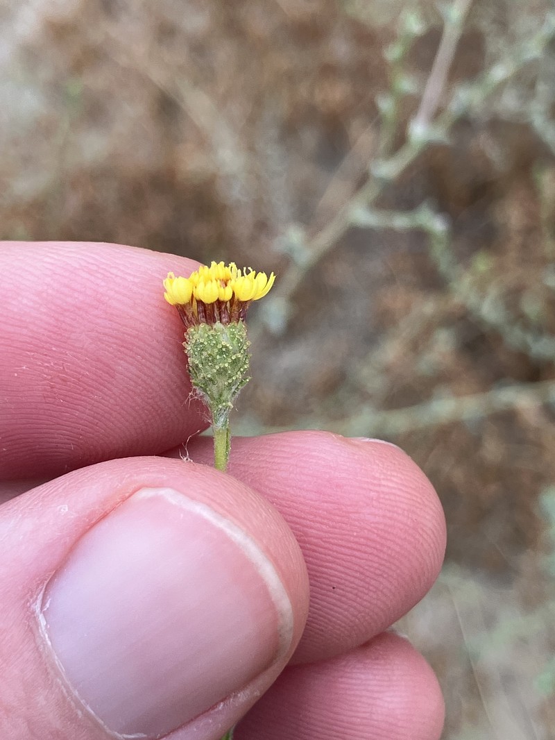 Lessingia pectinata var. tenuipes photo 3
