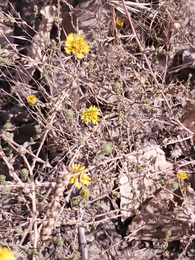 Lessingia pectinata var. tenuipes photo 4