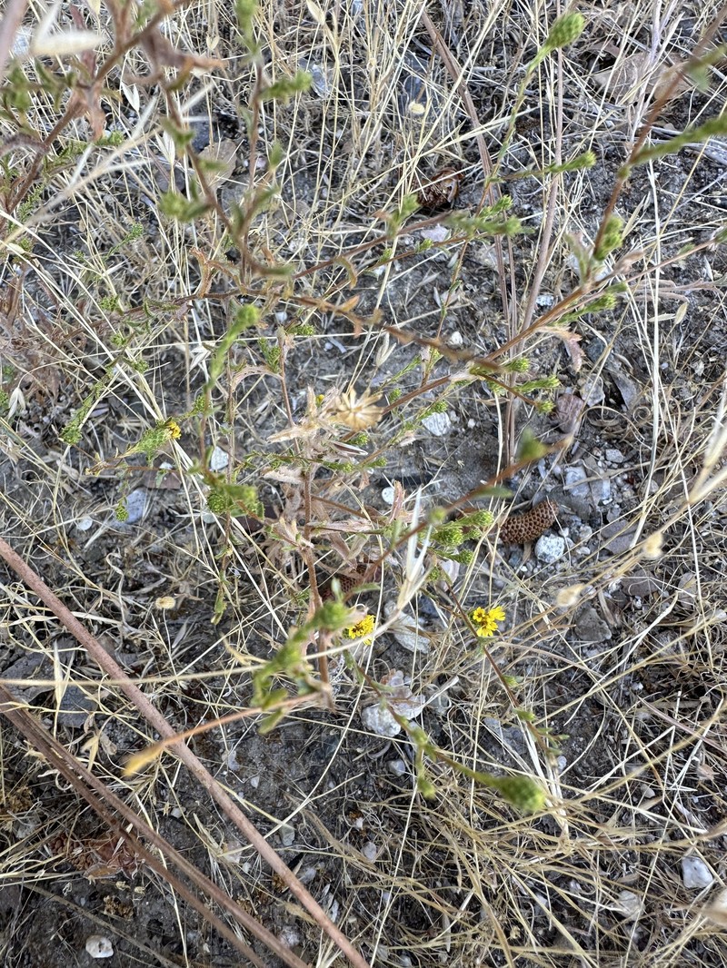 Lessingia pectinata var. tenuipes photo 5