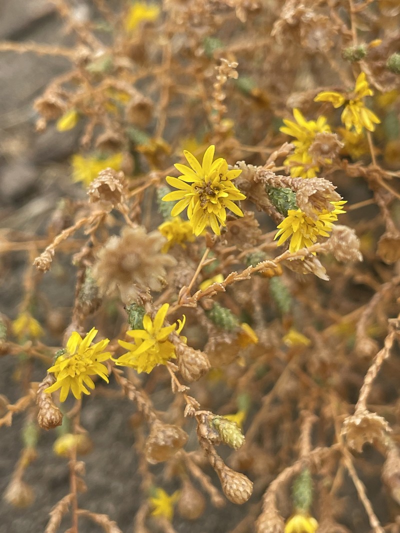 Lessingia pectinata var. tenuipes photo 6