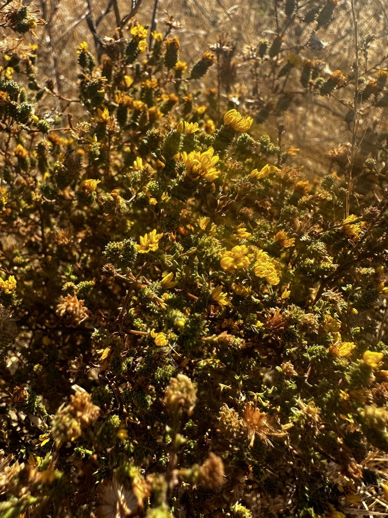 Lessingia pectinata var. tenuipes photo 7
